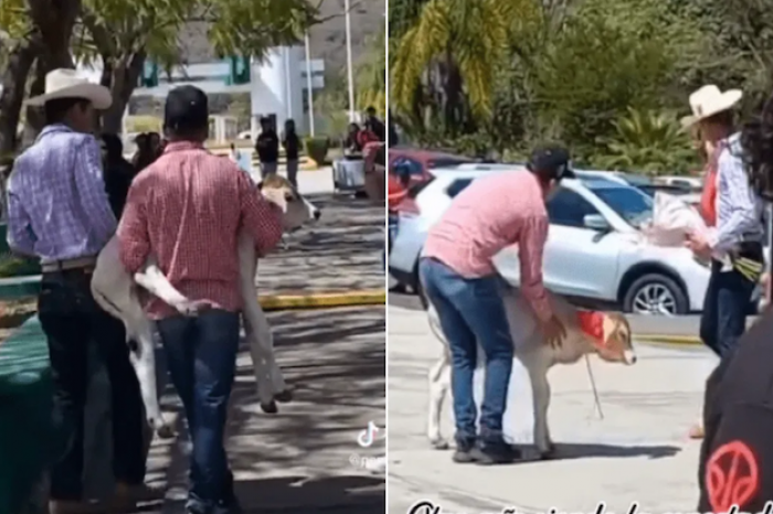 ¡Que tierno! Joven le regala becerro a su novia en San Valentin