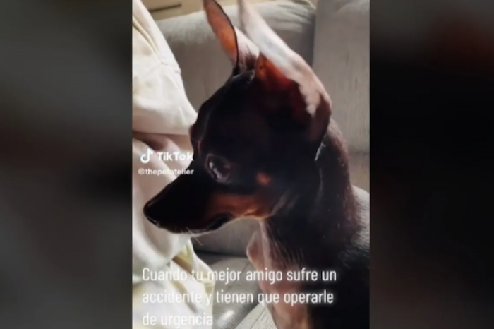 Perrito llora al ver que su peluche favorito está siendo arreglado