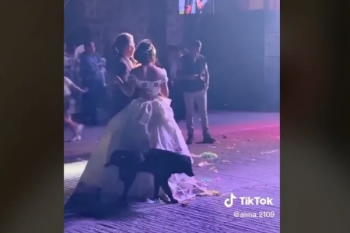 Perrito orina vestido de quinceañera