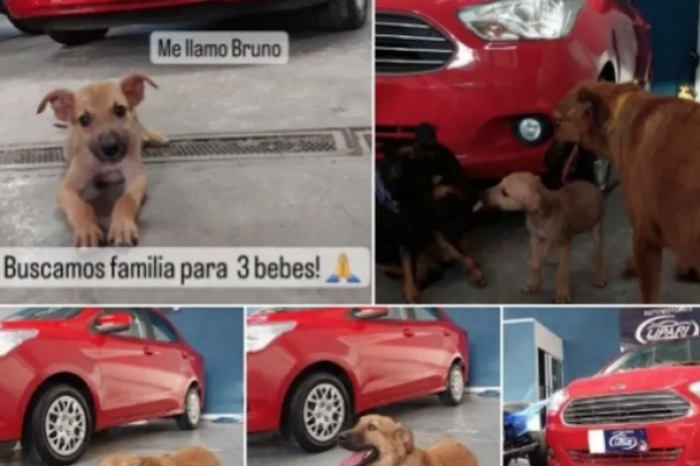 Agencia de autos se vuelve viral por promocionar sus vehículos con perritos rescatados
