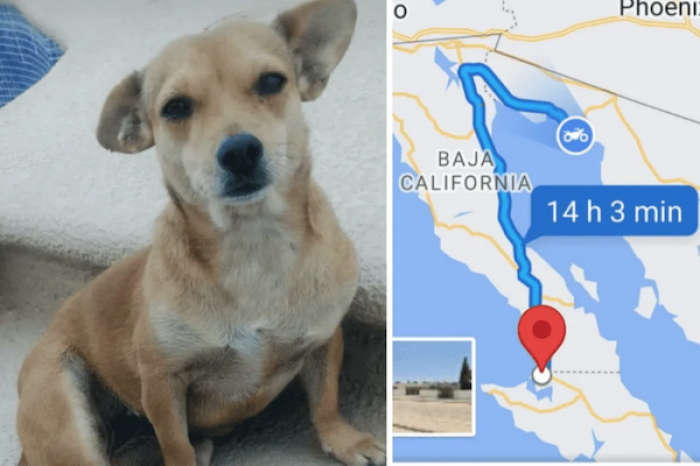 Perrita viaja más de 800 km escondida en auto de sus vecinos