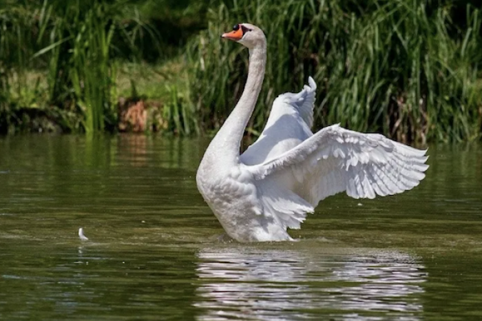 Cisnes de Eslovaquia se hacen adictos a la amapola