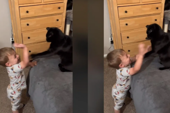 Así fue la pelea entre un bebé y un gato que enterneció las redes