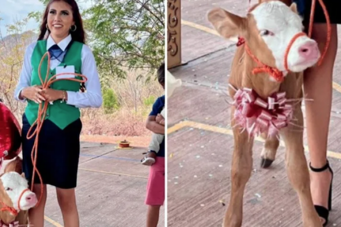 Estudiante de preparatoria recibe un BECERRO como regalo de graduaciónç