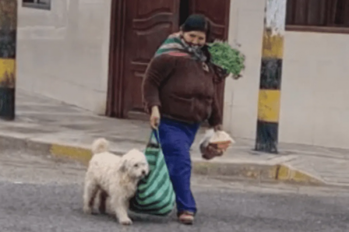 Perro es captado ayudando a su dueña a cargar las bolsas del mandado