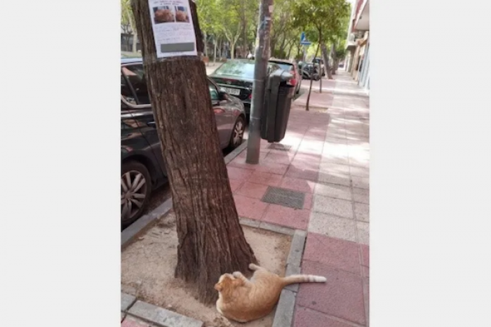 Gato perdido se encuentra con su propio cartel de 