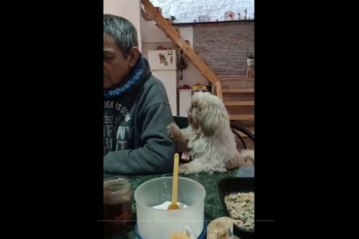 Perrito se vuelve viral al pedir comida de una forma muy original