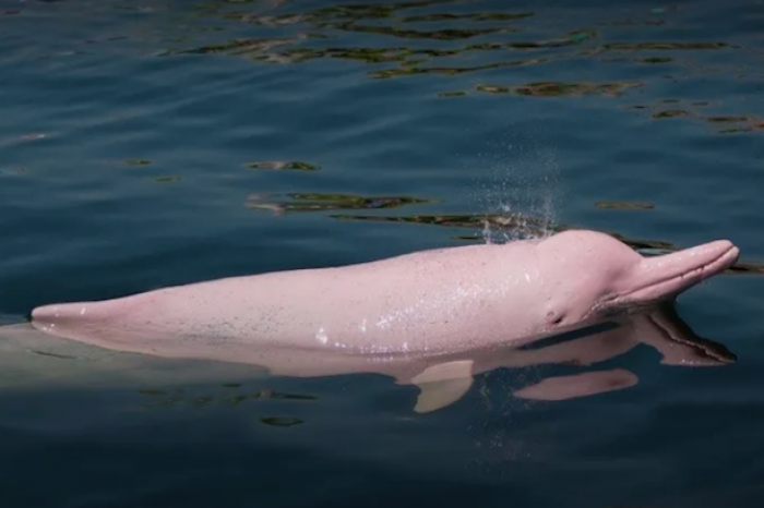 ¿Delfín Barbie? Captan rara especie de Delfín en color rosa