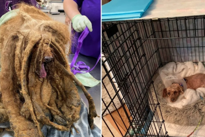Rescatan perrito cubierto por más de 3 kilos de pelo