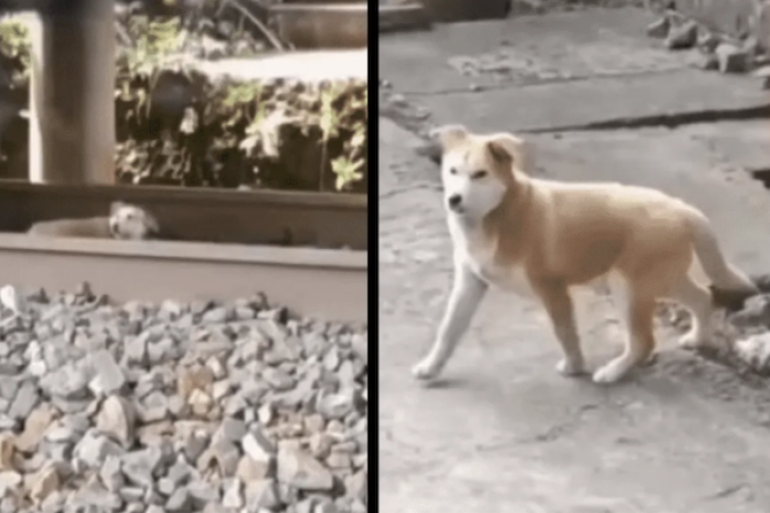 Perro se queda dormido en las vías del tren y un milagro lo salva de morir arrollado