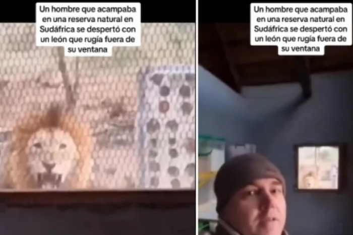 Hombre recibe visita inesperada de un león