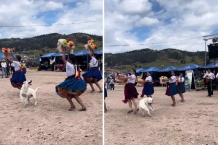 Perrito baila al ritmo de danza folclórica