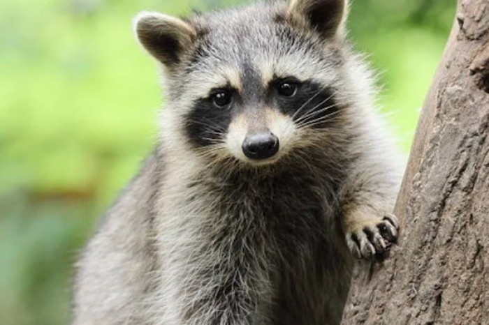 La sorprendente odisea de un mapache que quedo atrapado en el baño de una casa