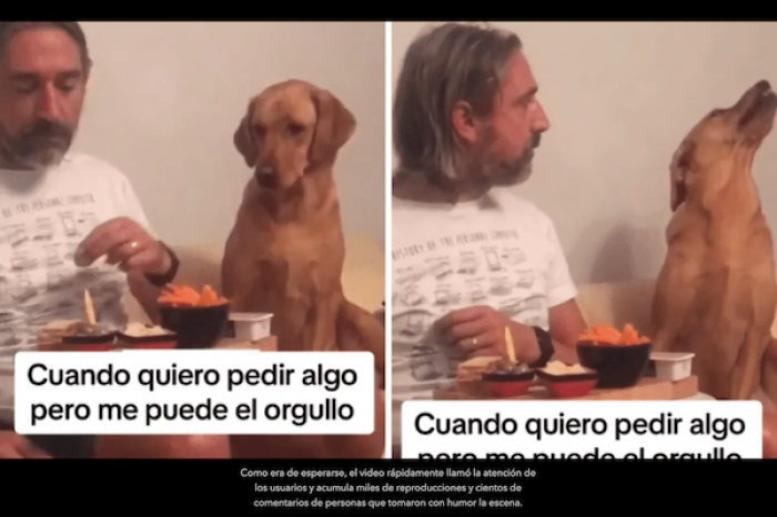 Perrito rechaza comida de su amo y se hace viral por su cara de indignado