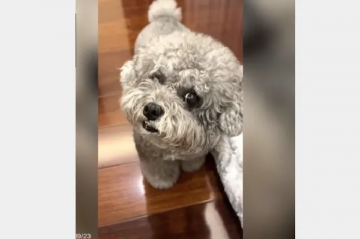 Perrito pide comida de una manera bastante original