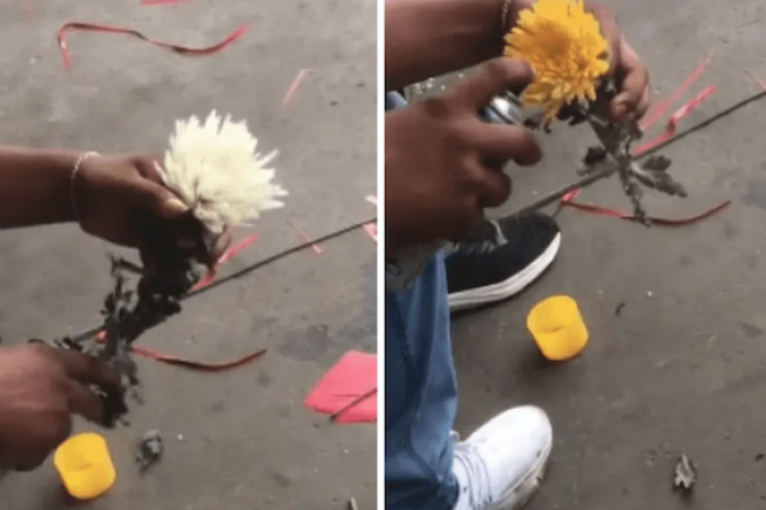 Hombre pintó rosas blancas de amarillo y se hizo viral