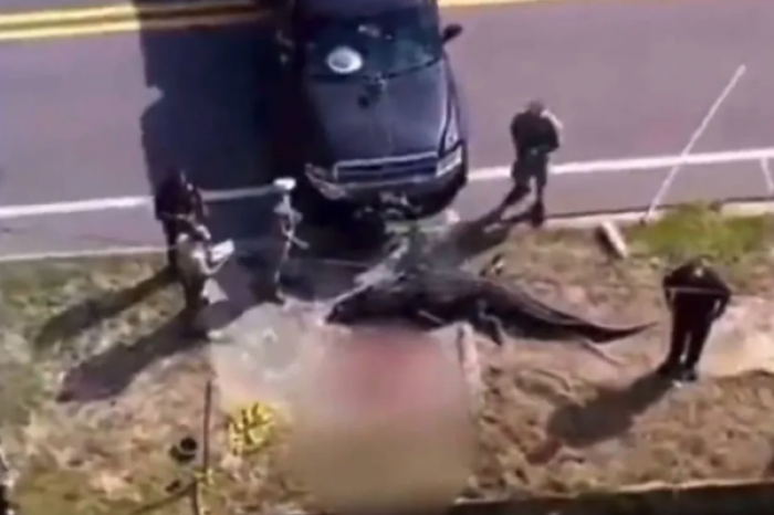 Persona muere devorada por caimán de 4 metros de largo en Florida