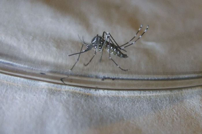 Gobierno de Jamaica declara fase epidémica por Dengue(