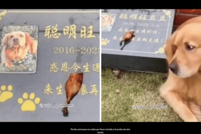 Perrito conmueve en redes por llevar comida a la tumba de otro lomito