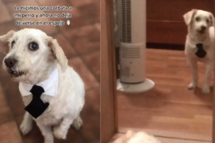 Perrito luce elegante con su corbata y no puede dejar de verse en el espejo