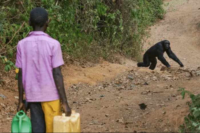 Chimpancés matan niños en la Uganda rural