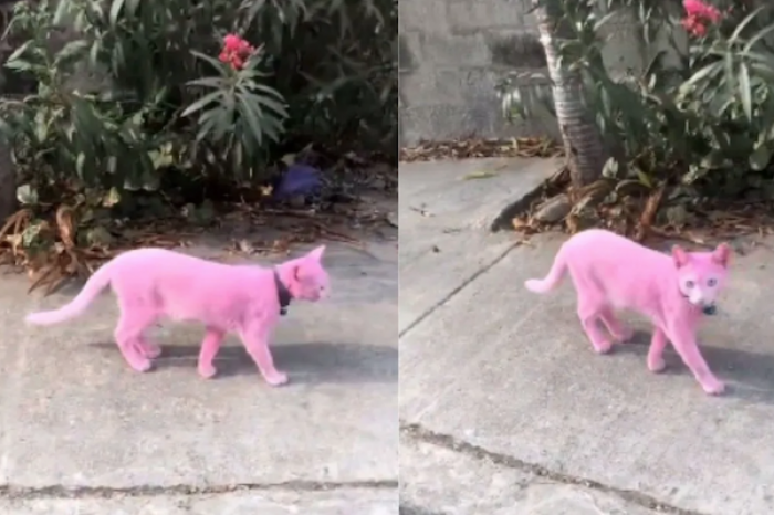 Gato pintado de rosa se hace viral y desata polémica en las redes