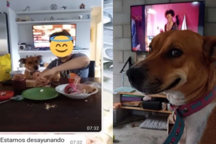 Perrito escapa para ir a desayunar en casa de la vecina