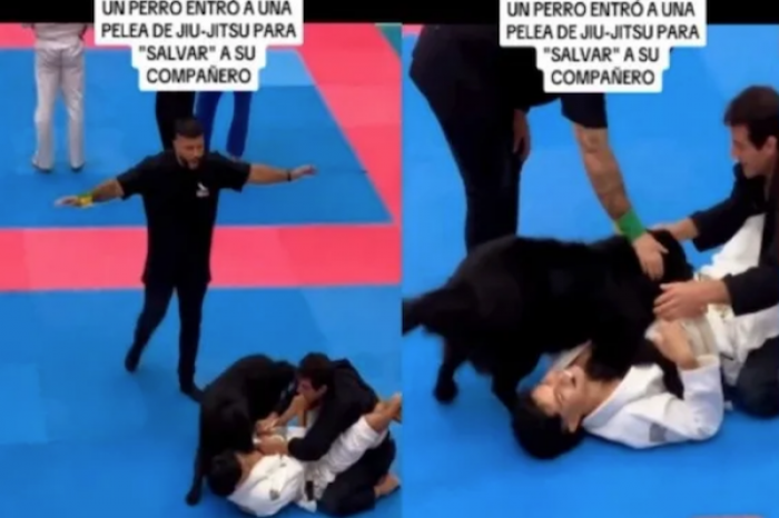 Valiente perrito defiende a su dueño en un torneo de Jiu-Jitsu