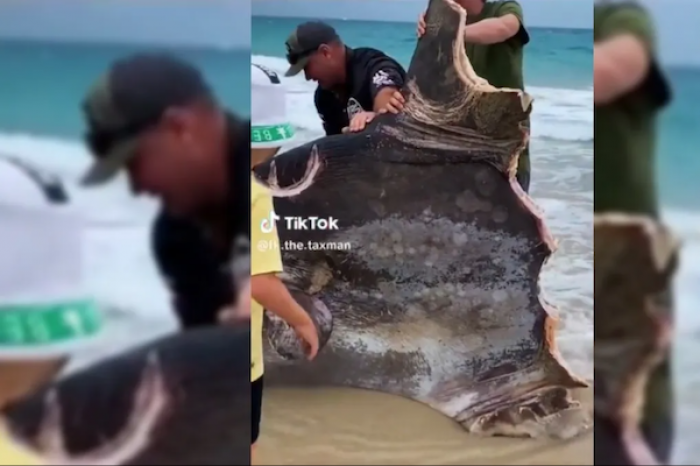 Encuentro con una criatura gigante aparentemente mordida por la mitad