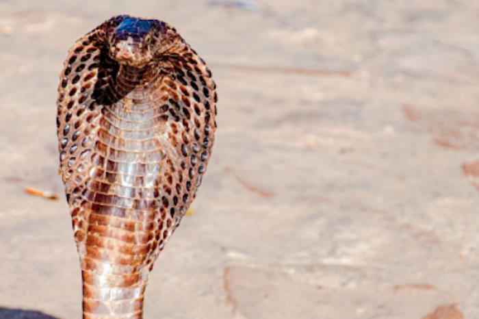 Cobras Naja: Datos curiosos de lassSerpientes más fascinantes de la India