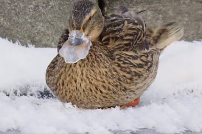 Captan a un pato desafíando al frío para liberar su pico congelado