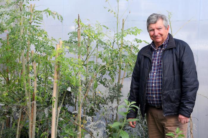 Promueve UANL el cultivo y uso medicinal de la moringa