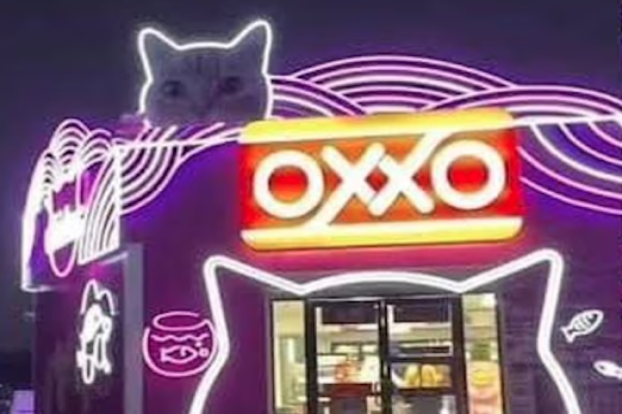 Michi Oxxo: Un punto de encuentro para amantes de los gatos