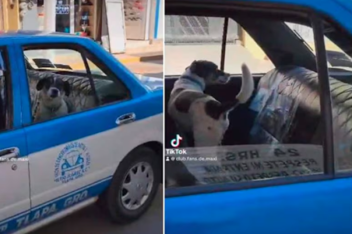 La historia viral de Max: el perrito aventurero que toma taxis por la ciudad