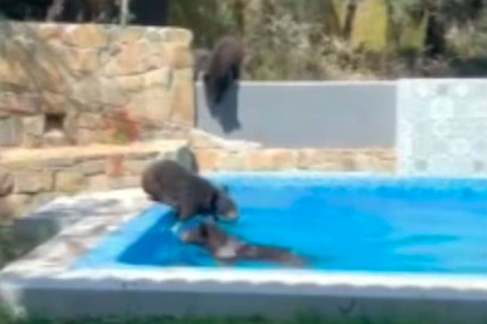 Osos aprovechan ola de calor para refrescarse en alberca