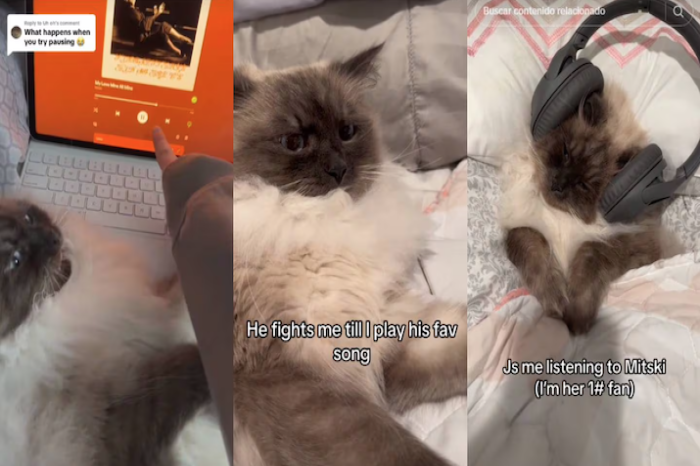 Gato se viraliza por enfurecerse si quitan su canción favorita