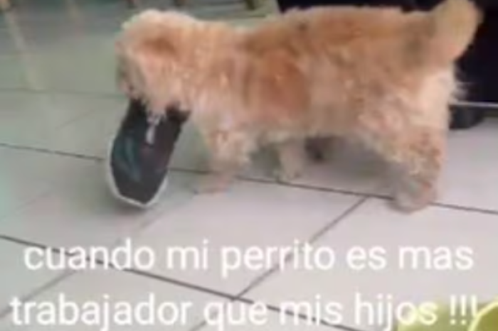 Adorable perro demuestra su habilidad para ayudar en las tareas del hogar