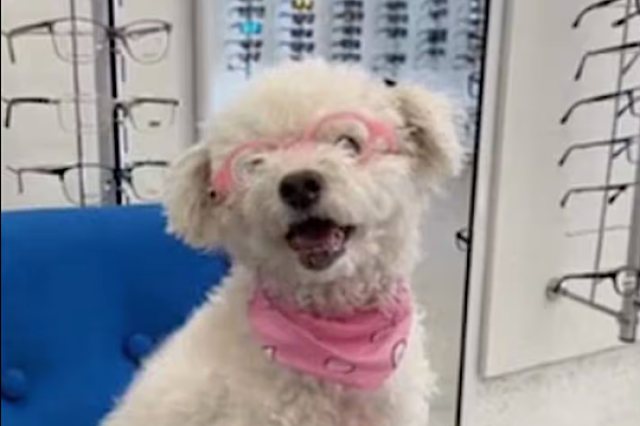 La conmovedora historia de Candy, una adorable perrita que usa gafas