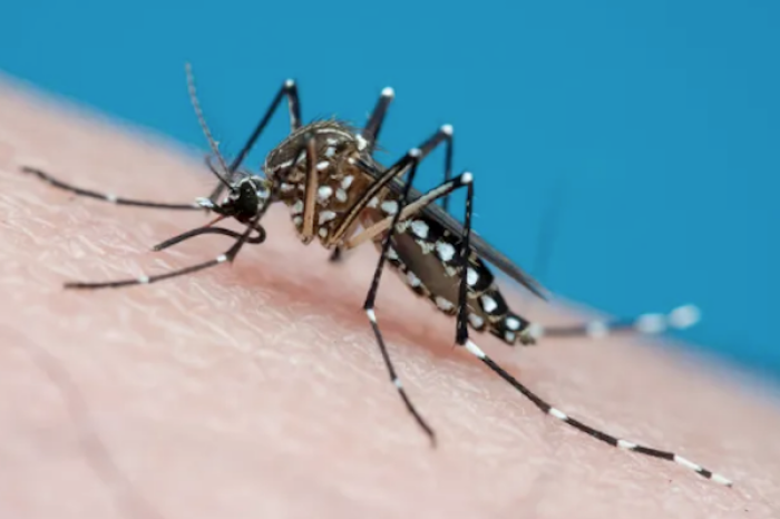  Epidemia de dengue alarma a Sudamérica en e