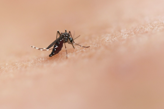 Confirman primer caso de malaria en Coahuila