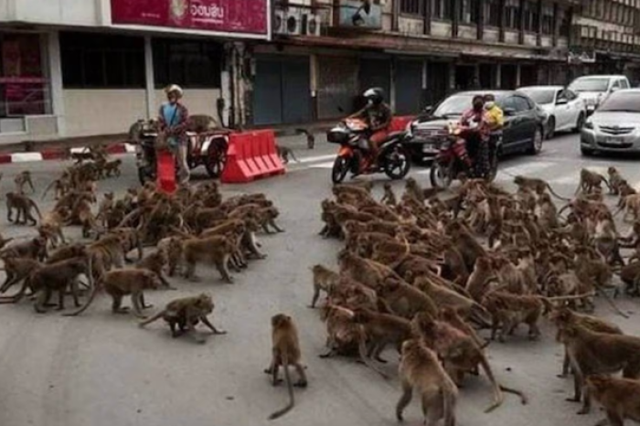 Enfrentamiento de monos rivales en las calles