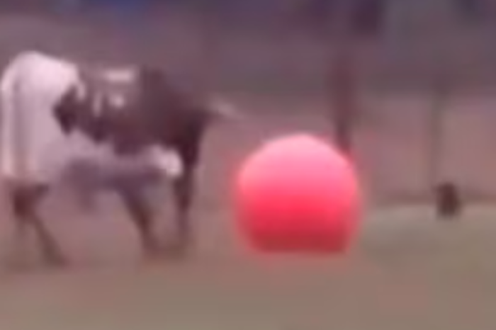 Conmovedor video muestra la tristeza de un toro al reventar su pelota favorita