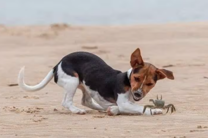 Captan a un perrito y a un cangrejo jugando en la playa