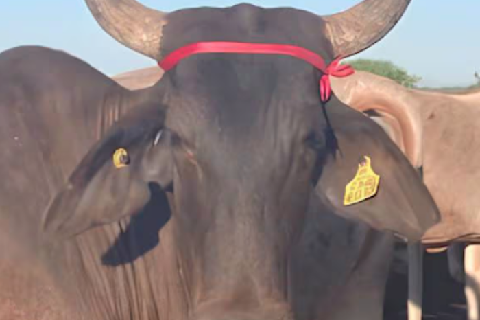 Granjero ingenioso: Protegió a sus vacas embarazadas del eclipse con un listón rojo