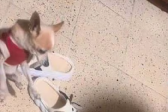 Video muestra a una perrita chihuahua supuestamente embriagada