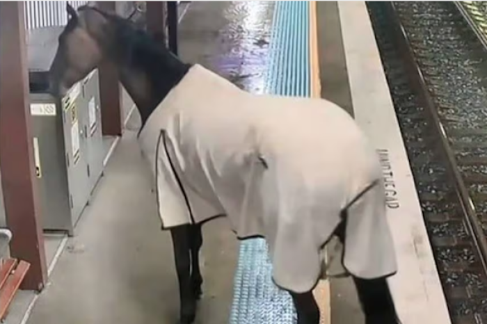 Caballo sorprende a pasajeros al irrumpir en estación de metro en Australia
