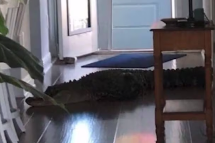  Mujer encuentra un caimán de casi 3 metros en su cocina en Florida