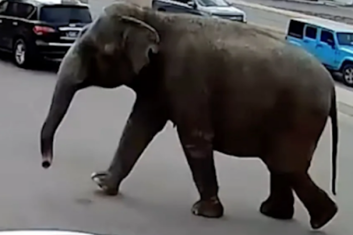 Elefanta provoca alboroto al escaparse del circo