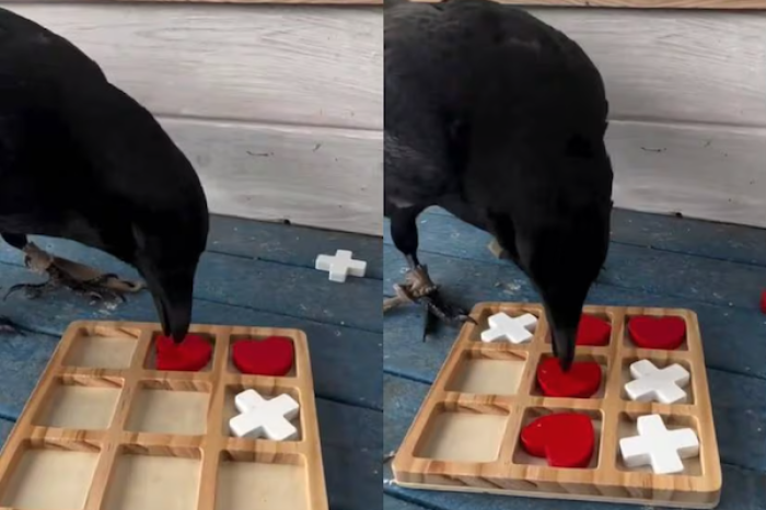 Cuervo se vuelve viral por jugar al gato con un humano y ganarle