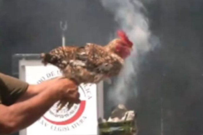 Polémica en el Senado por sacrificio de gallina durante evento por el Día de la Tierra